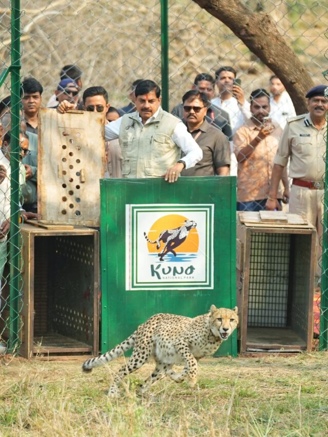 Mohan yadav Release 2 Cheetahs: 'प्रोजेक्ट चीता' ने पकड़ी रफ्तार, सीएम मोहन यादव ने खुले जंगल में छोड़े 2 चीते, बोले- एमपी रच रहा नया इतिहास