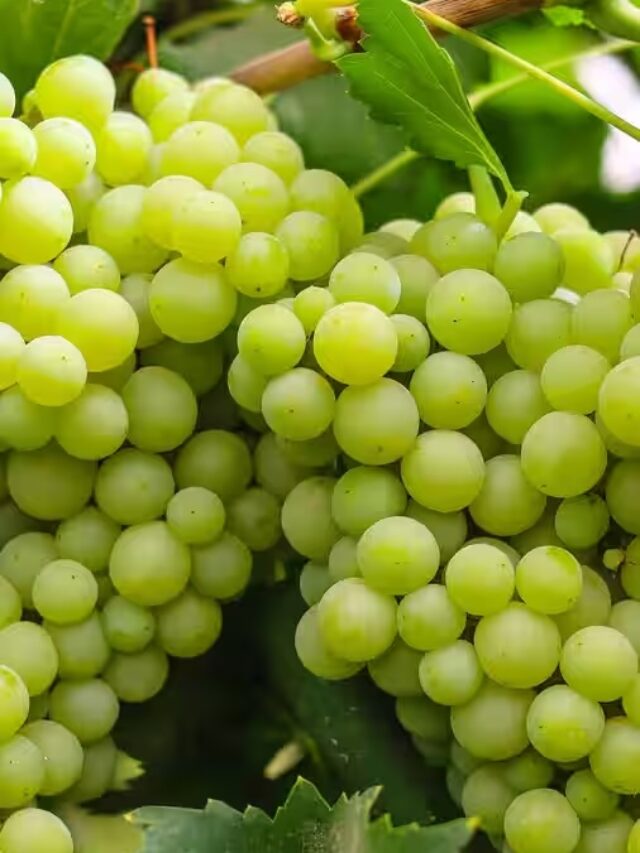 Health Benefits of Grapes: सेहत का खजाना है ये फल, शरीर को मिलते हैं ये चौंकाने वाले लाभ, जानिए इसके जबरदस्त फायदे