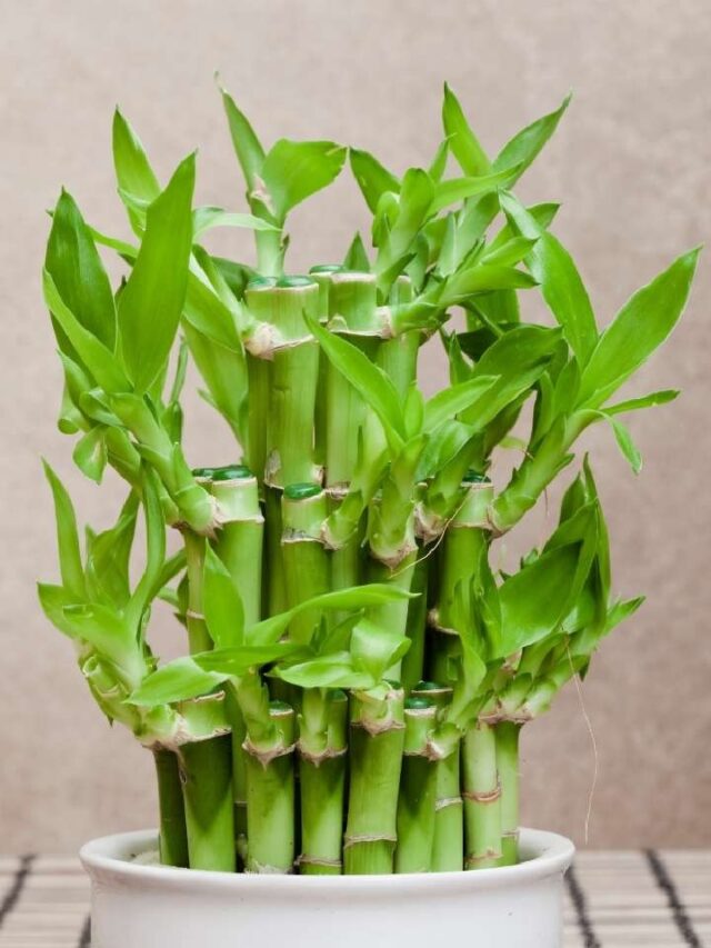 Vastu Plants for Home: धन और पॉजिटिव एनर्जी चाहते हैं? तो घर में जरूर लगाएं ये चमत्कारी पौधे
