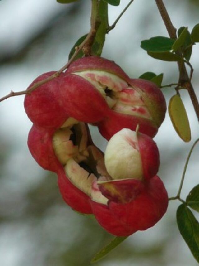 Summer Season Fruits: गर्मियों में किसी जादुई दवा से कम नहीं ये फल, कुछ तो मिलते हैं सिर्फ छत्तीसगढ़ में, जानें यहां