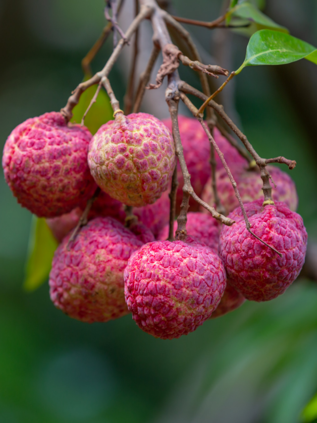 Litchi Health Benefits: सिर्फ स्वाद ही नहीं, लीची के ये फायदे बदल सकते हैं आपकी सेहत! जानिए क्यों.. गर्मियों में इसे ‘नेचुरल एनर्जी बूस्टर’ कहा जाता है?