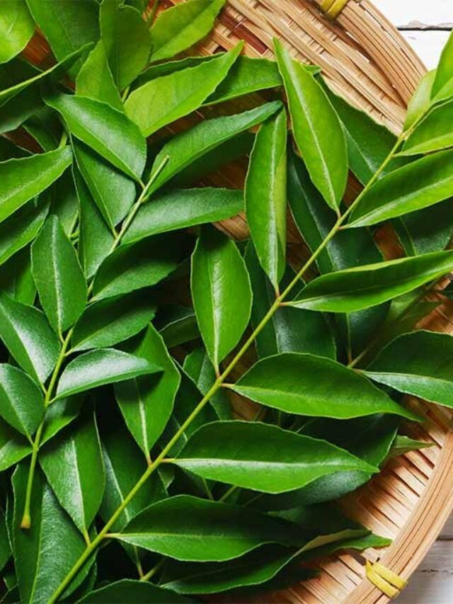 Curry leaves health benefits: सेहत के लिए फायदेमंद है ये पत्ता, रोज चबाएं सुबह, कम होने लगेगा वजन, मिलेंगे कई फायदे