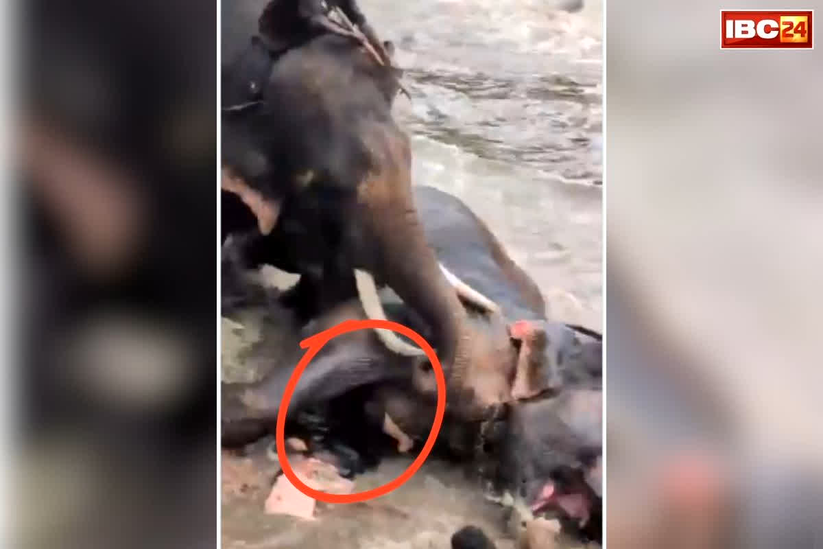 Kodagu Elephant Camp Accident: हाथियों की लड़ाई के बीच महिला पर गिरा विशाल हाथी, फिर जो हुआ उसने सबको हिला दिया, वीडियो में दिखा दिल दहला देने वाला मंजर