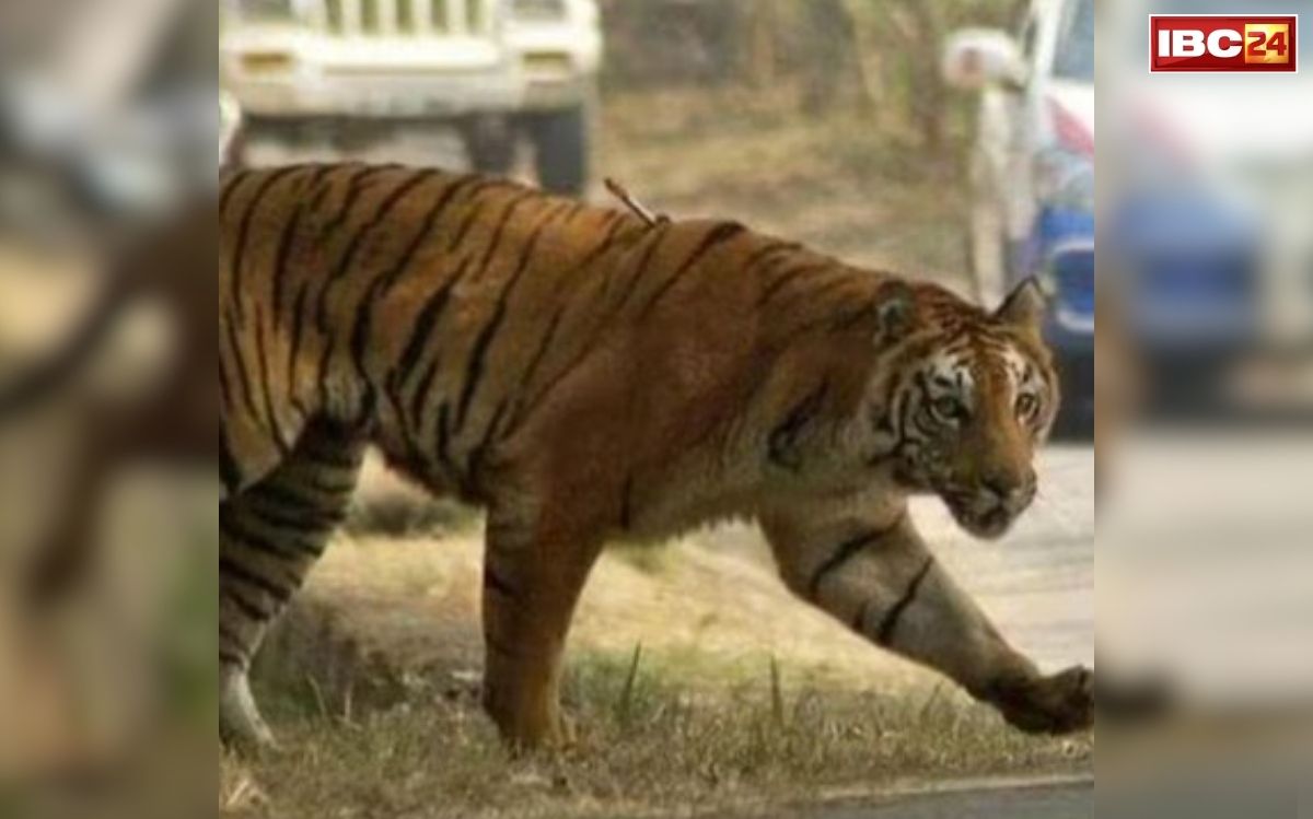 Tiger Attack Chandrapur: सुबह-सुबह जंगल से आई दिल दहला देने वाली खबर! बाघ ने 4 महिलाओं को बनाया शिकार, जानिए कैसे हुआ ये दर्दनाक हादसा