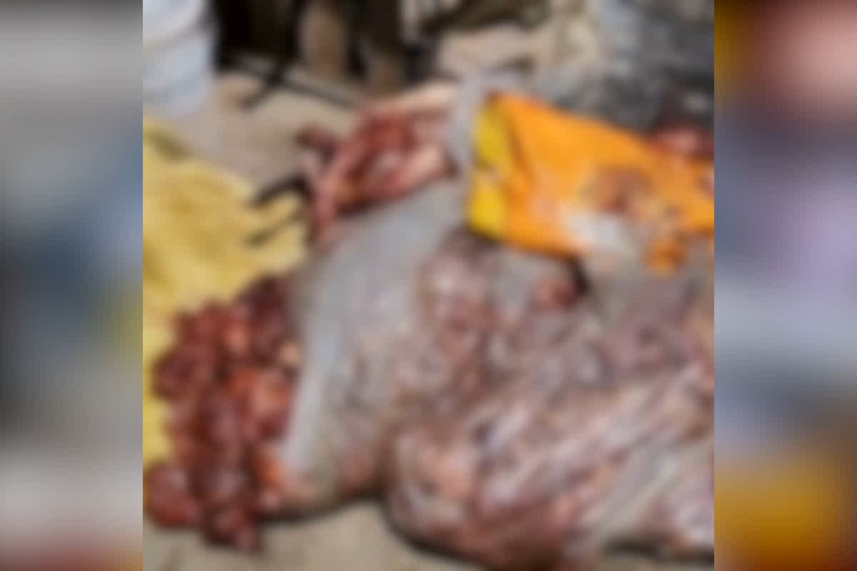 Dhamtari Meat Controversy : संदिग्ध मांस की बरामदगी से मचा बवाल, अवशेष मिलने के बाद उठे कई सवाल…आखिर पर्दे के पीछे चल क्या रहा था?