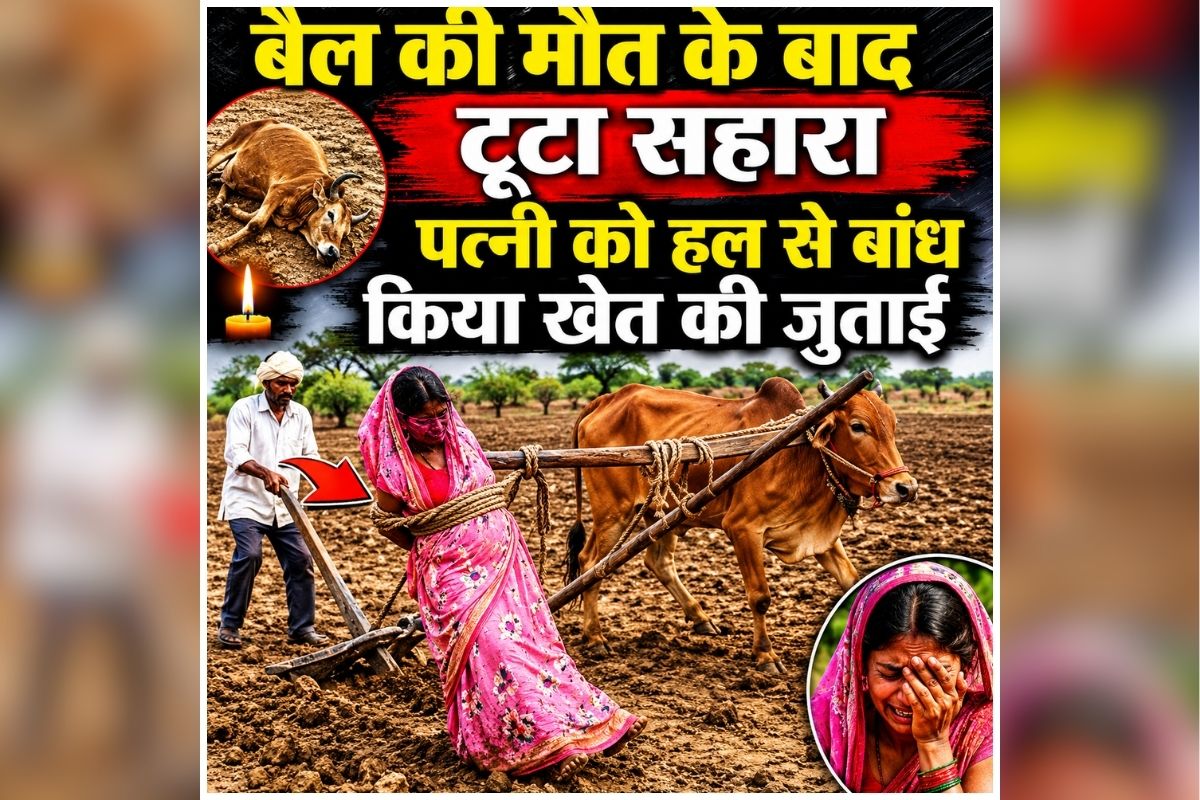 Latur Farmer Couple Video: किसान की ऐसी मजबूरी.., बैल की मौत के बाद टूटा सहारा, तो पत्नी को हल से बांध किया खेत की जुताई, वीडियो देख आंख से निकल जाएंगे आंसू