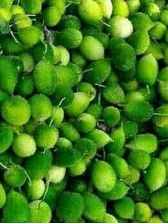 Monsoon Healthy Vegetable: मानसून में बीमारियों से बचाएगी ये हरी सब्जी, आज ही शुरू करें खाना
