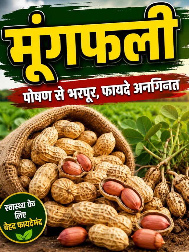 Benefits of Eating Peanuts: इस छोटी सी चीज में भरा है खूब प्रोटीन, खाने से मिलते हैं ढेरों फायदे