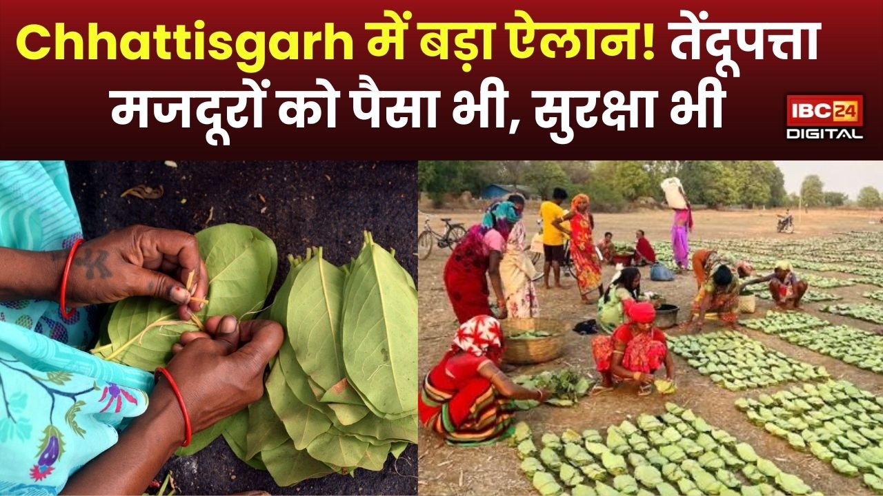Major Decision by the CG Government!: CG Government का बड़ा फैसला! तेंदूपत्ता संग्राहकों के खाते में आए करोड़ों रुपए
