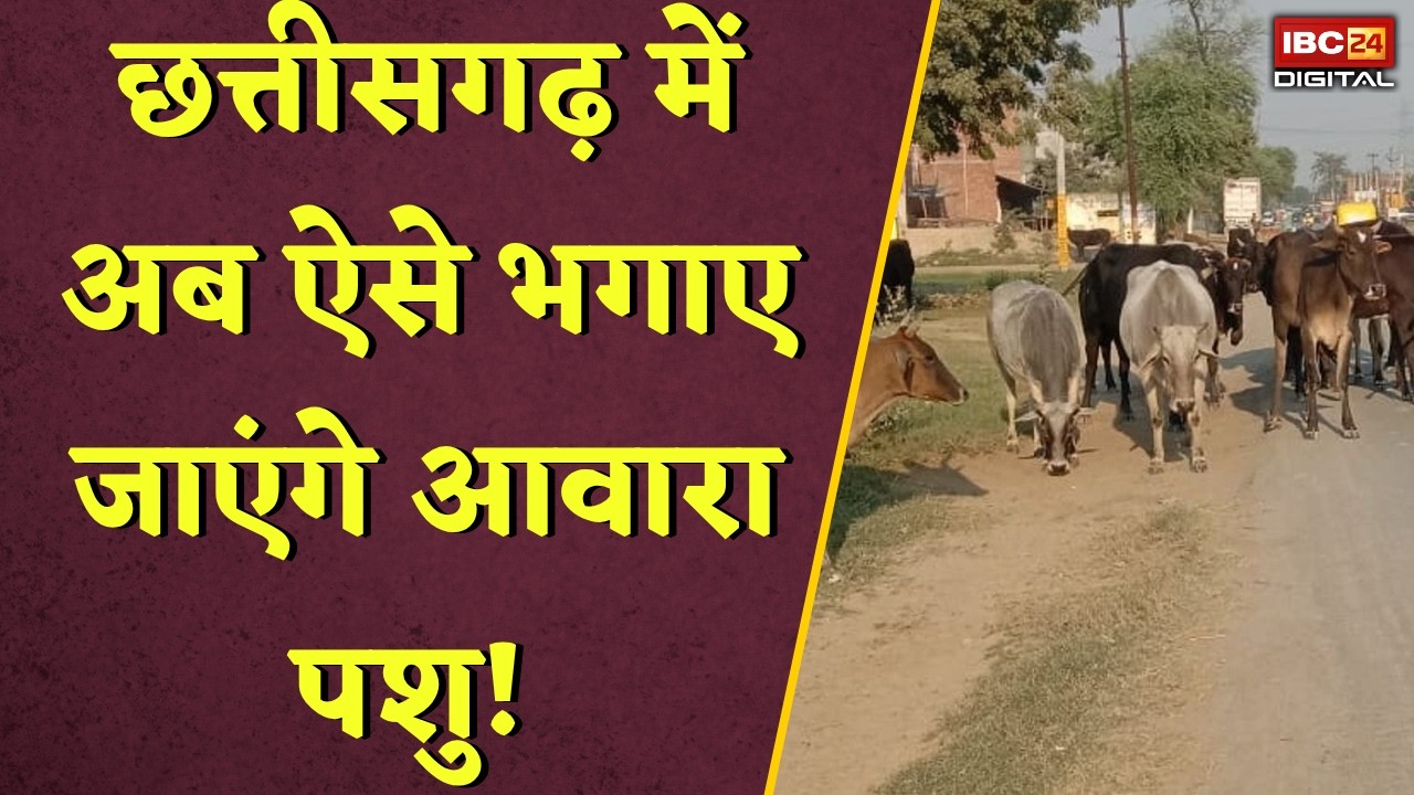 CG News: अब ऐसे भगाए जाएंगे आवारा पशु! प्रशासन ने बनाया नया प्लान |