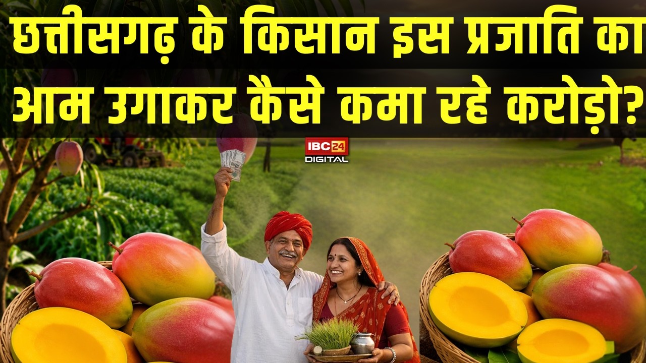 CG News: Chhattisgarh के किसान इस प्रजाति का आम उगाकर कैसे कमा रहे करोड़ो? |
