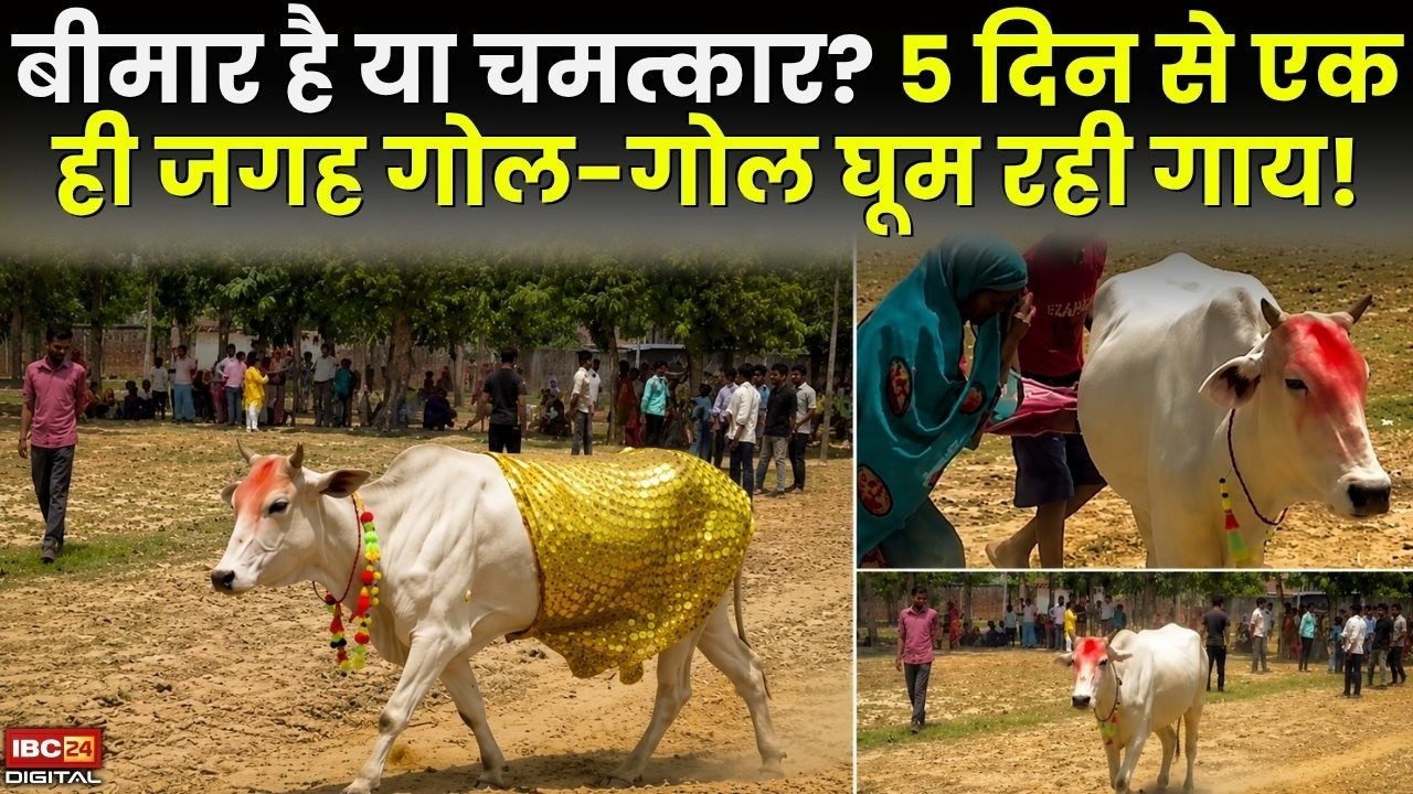 Cow Viral Video: बीमार है या चमत्कार? 5 दिन से एक ही जगह गोल-गोल घूम रही गाय!