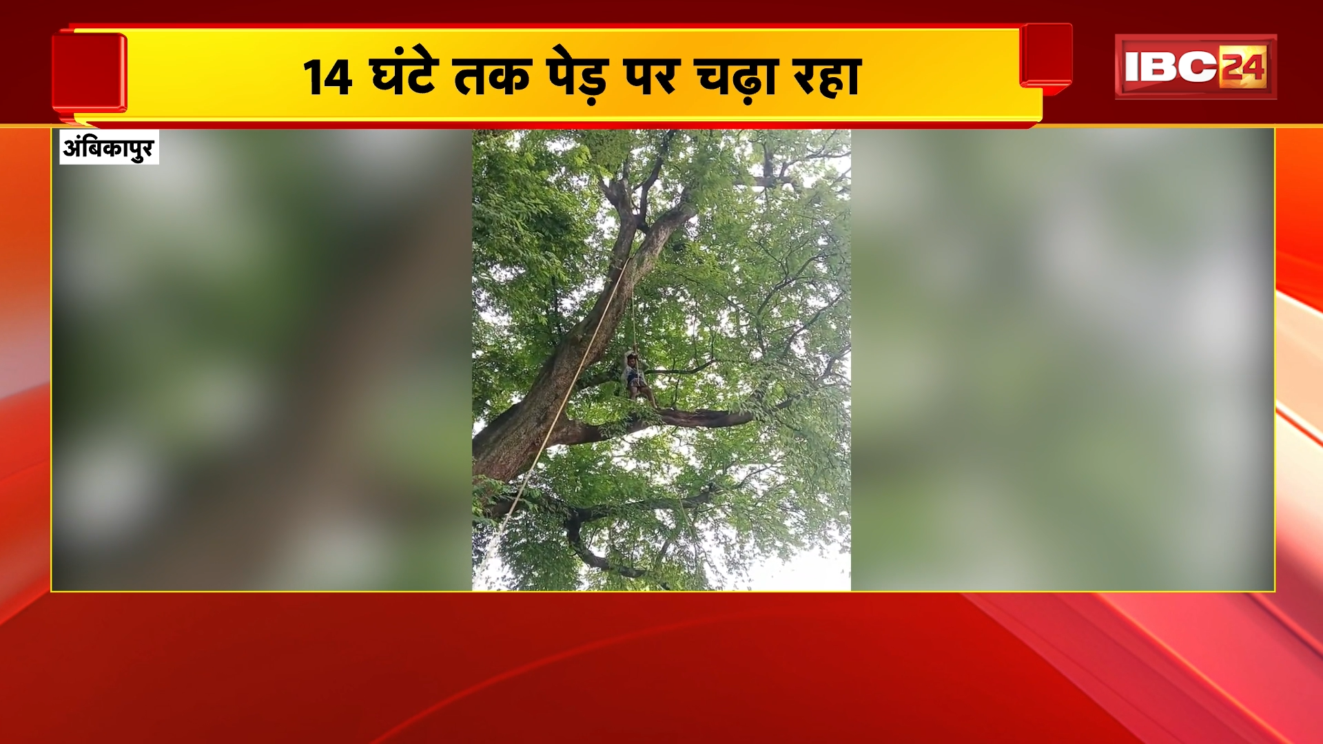Ambikapur News: बगुले को पकड़ने पेड़ पर चढ़ा युवक, 14 घंटे तक नहीं उतर पाया नीचे, करता रहा मदद का इंतजार