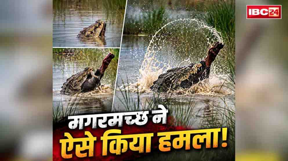Bahraich Crocodile Attack Viral Video: चाचा के सामने ही 12 साल के भतीजे को दबोच ले गया आदमखोर मगरमच्छ.. सामने आया वीडियो, देखकर काँप जाएगी रूह..
