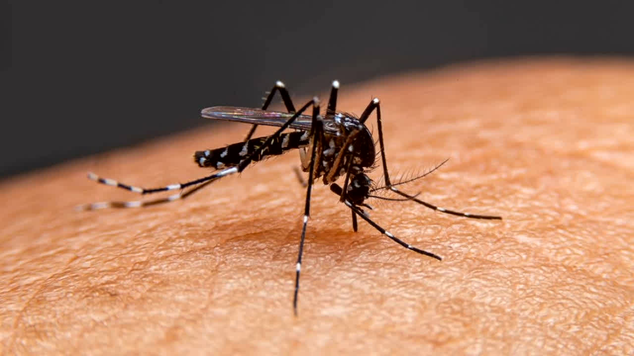 Bilaspur Malaria News: न्यायधानी में फैला मलेरिया, एक साथ इतने मरीजों की पुष्टि से स्वास्थ्य विभाग में मचा हड़कंप, इलाज के लिए ले जाया गया अस्पताल