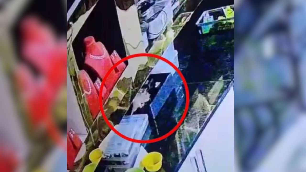 Rat Jewelry Theft Viral Footage: चूहे ने ज्वेलरी शॉप से उड़ा लिए 10 लाख के हीर जड़ित गहनें.. मुँह में दबा ले गया बिल में.. CCTV फुटेज आया सामने तो मालिक भी रह गया हैरान..