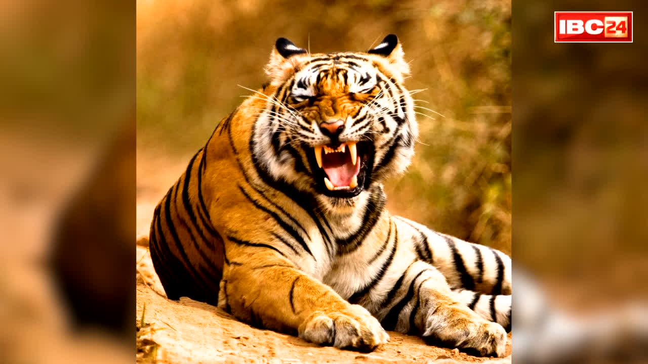 World Tiger Day 2026: भारत विश्व के 70% जंगली बाघों का घर.. वन्यजीव संरक्षण की सफलता बनी दुनिया भर के लिए प्रेरणा.. पेश किया आदर्श मॉडल
