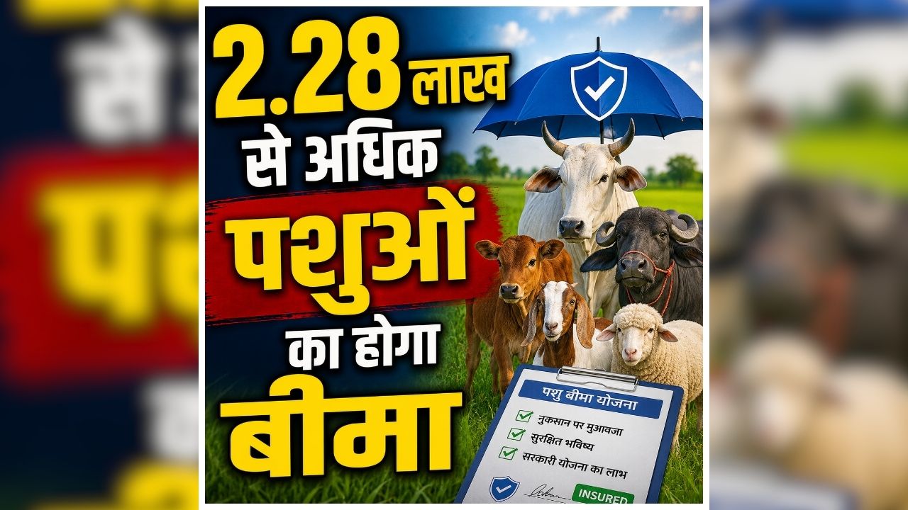 Pashudhan Bima Yojana: अब पशुओं का भी होगा बीमा, मौत या विकलांग होने पर मिलेगी आर्थिक मदद, कैबिनेट में सरकार ने दी मंजूरी
