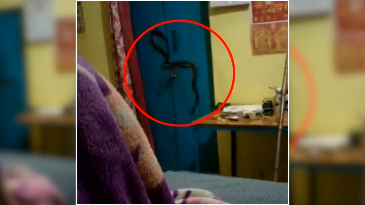 Sagar King Cobra Viral Video: पूरी रात दरवाजे पर बैठा रहा ‘मौत का पहरेदार’… नजर पड़ते ही घरवालों के उड़ गए होश, स्नेक कैचर ने ऐसे बचाई जान