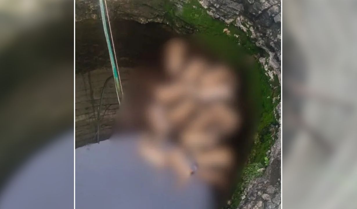 Shajapur News: खेत के कुएं में तैर रही थीं 13 हिरणों लाशें, देखकर उड़ गए होश, जानें कैसे हुआ हादसा?