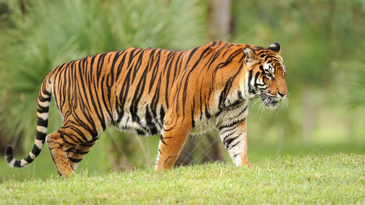 International Tiger Day: उत्तर प्रदेश में ‘बाघ मित्र’ कार्यक्रम का दिखा असर, 8 सालों में इतनी बढ़ गई राष्ट्रीय पशु की संख्या, कल यहां होगा मुख्य कार्यक्रम