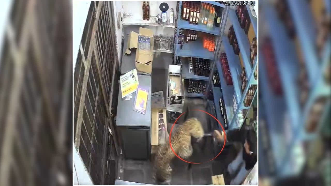 Tonk Leopard Attack Video: शराब दुकान में घुसा तेंदुआ, सेल्समैन समेत 2 लोगों पर झपटा, देखें रोंगटे खड़े कर देने वाला वीडियो