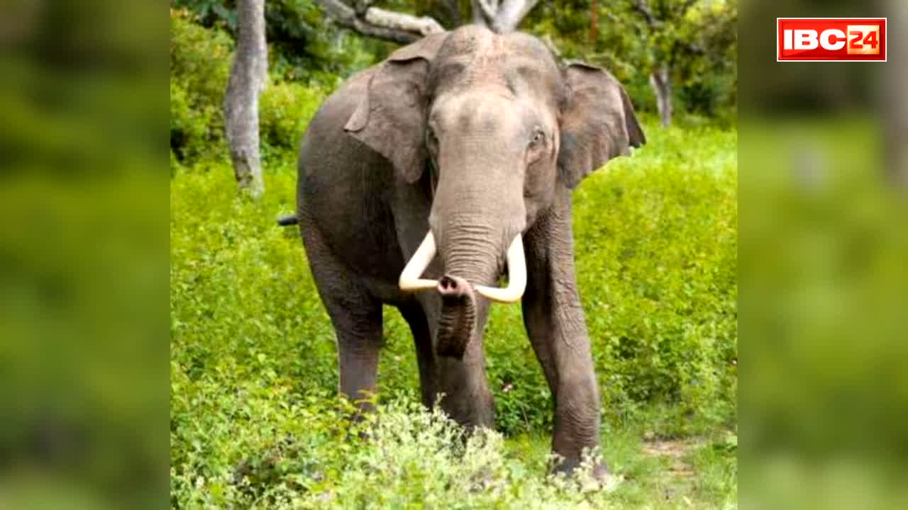 Human-Wildlife Conflict Ex Gratia: राज्य की भाजपा सरकार ने बढ़ाई मुआवजे की राशि.. जंगली जानवरों के हमलों से मौत पर मिलेंगे इतने लाख रुपये, इस दफ्तर में करना होगा आवेदन