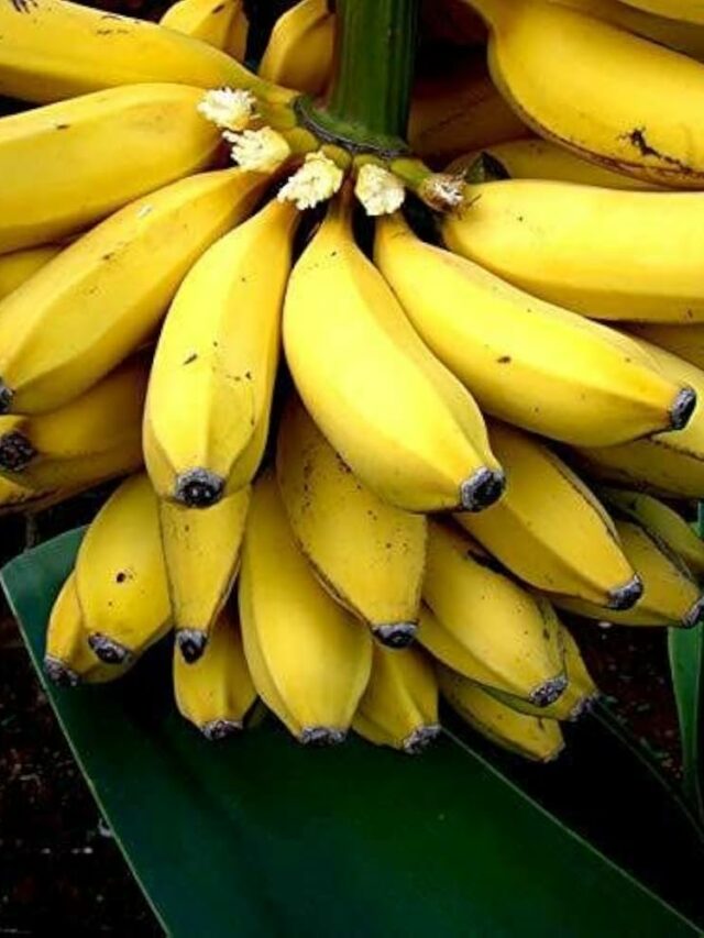 Banana Benefits: क्या केला पुरुषों की सेक्स लाइफ के लिए फायदेमंद है? जानें इसके वैज्ञानिक फायदे