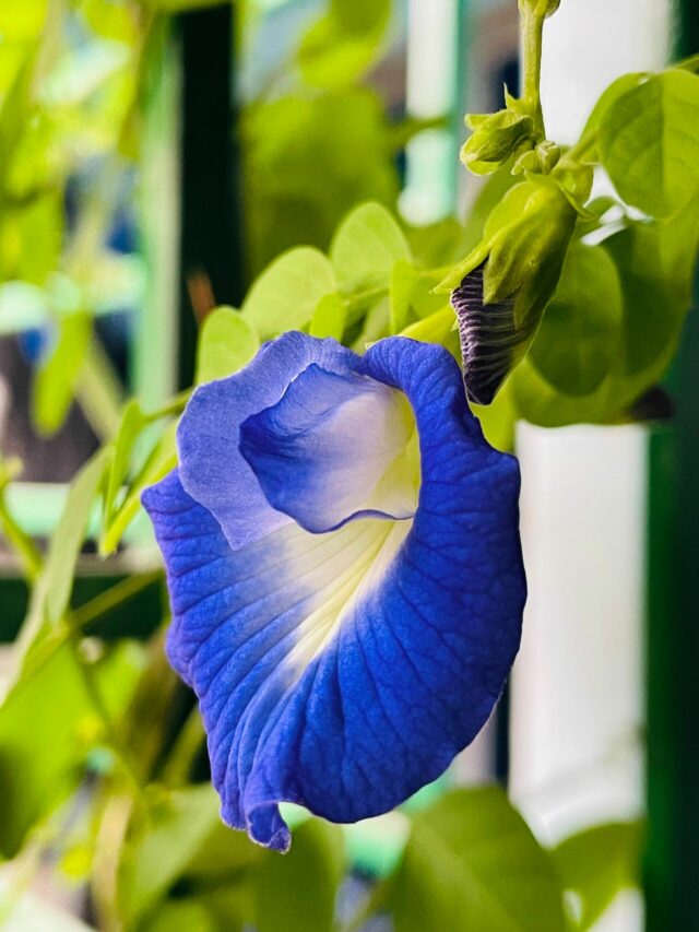 Aparajita Plant: बस इस दिशा में लगाएं अपराजिताका पौधा, घर में खिंची चली आएंगी खुशियां!