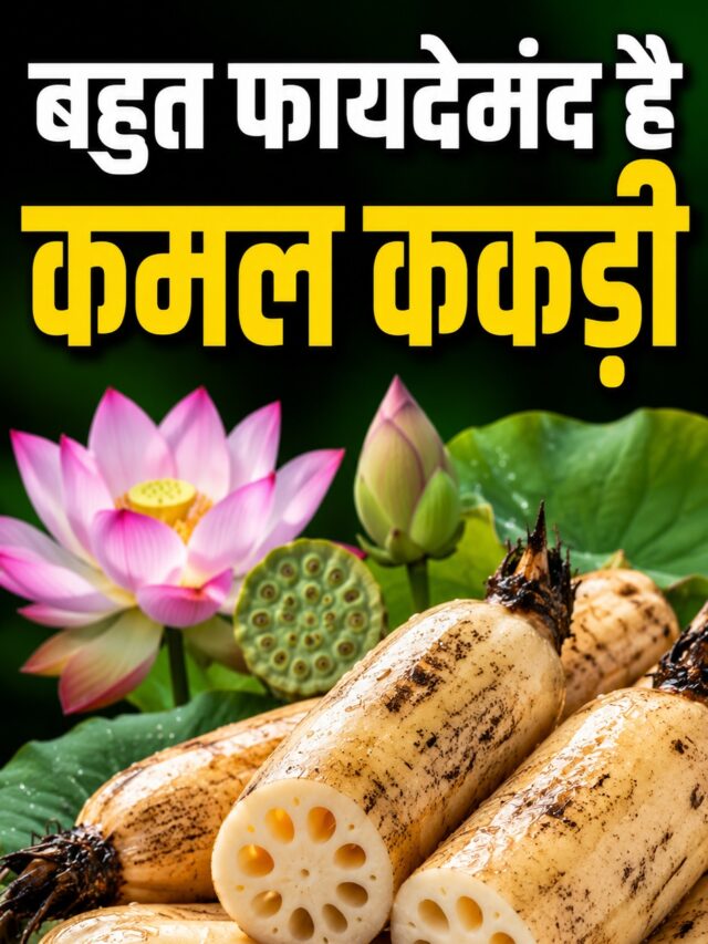 Benefits Of Eating Kamal Kakdi: डाइट में शामिल करें कमल ककड़ी, सेहत को होंगे 7 जबरदस्त लाभ