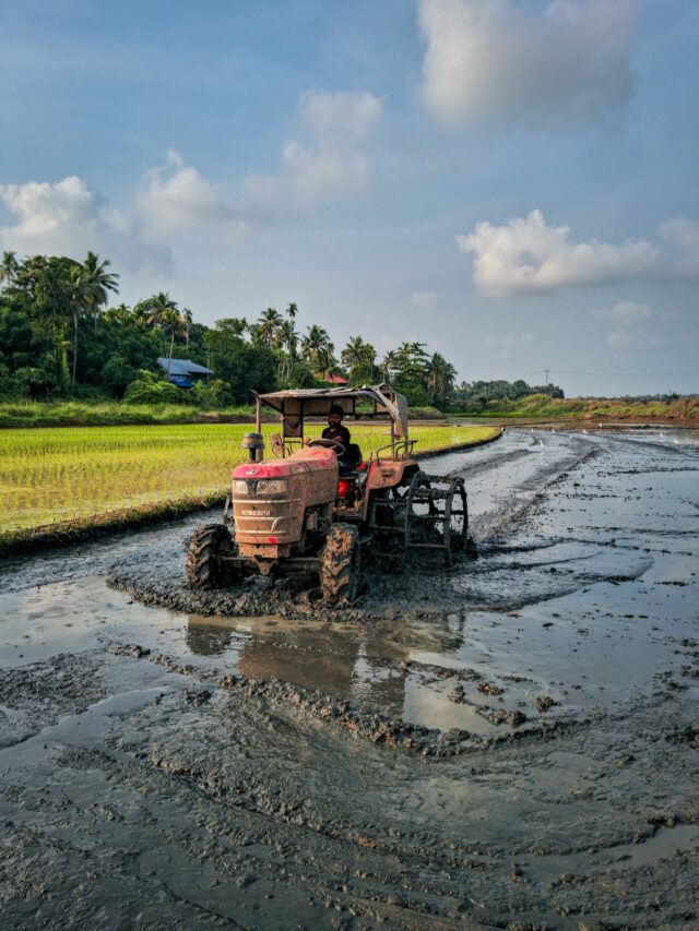 Most profitable crops for August: बारिश के मौसम में इन फसलों से होगी बंपर कमाई, कम लागत में होगा तगड़ा मुनाफा