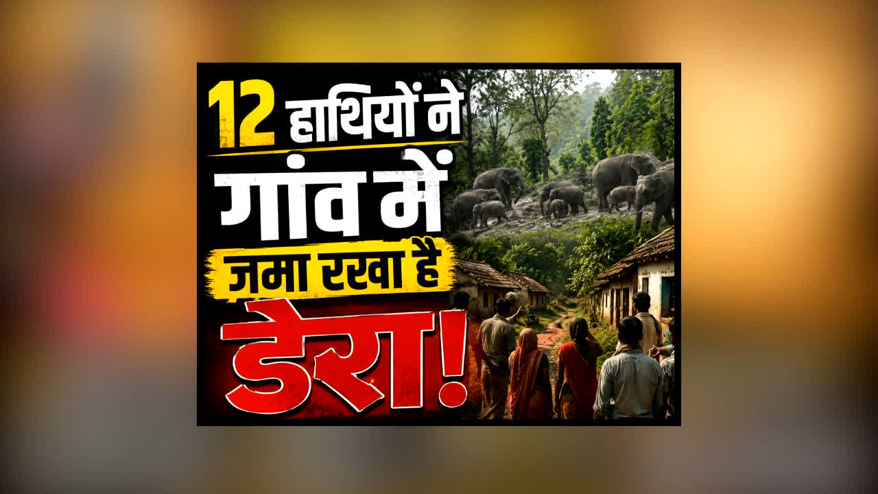 Pathalgaon Mein Haathi News : 2 महीने से 12 हाथियों ने गांव में जमा रखा है डेरा! खेतों से सामने आया ऐसा VIDEO, देखकर रह जाएंगे दंग