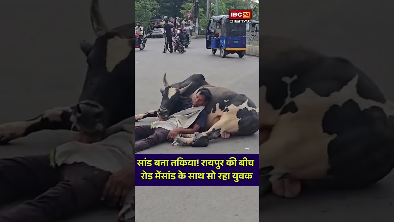 Raipur Viral Video: सांड बना तकिया! रायपुर की बीच रोड मेंसांड के साथ सो रहा युवक |