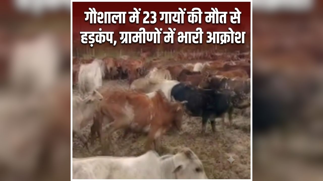 Bilaspur News Today: गौशाला में अचानक मचा बवाल, ग्रामीणों में भारी आक्रोश का माहौल, 23 मौतों से पूरे इलाके में हड़कंप