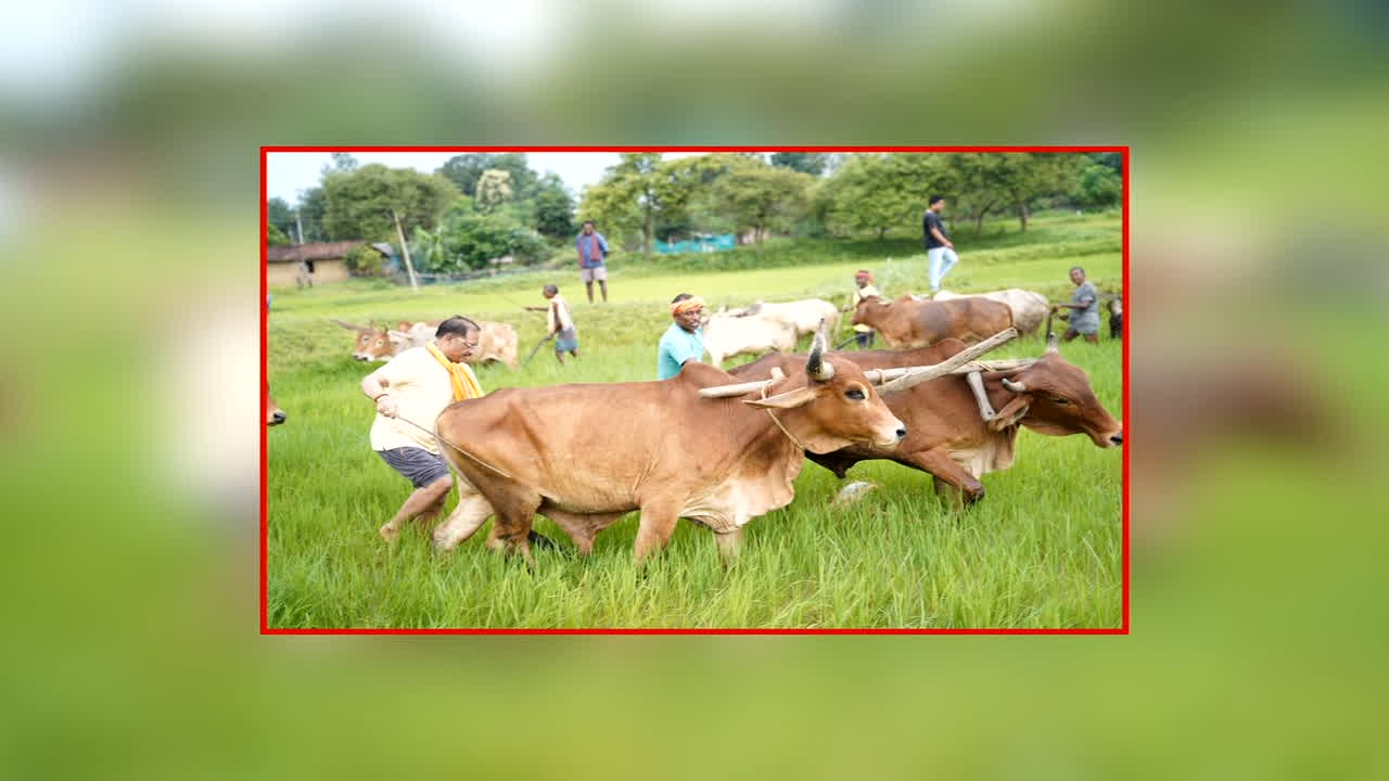 CM Vishnu Deo Sai Farming Video: गले में गमछा.. हाथ में तुतारी.. मुख्यमंत्री विष्णुदेव साय ने हल चलाकर की अपने खेतों की बियासी, देखें वीडियो