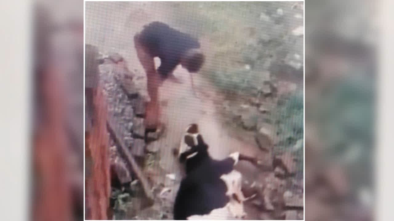 Cow Beating Viral Video: गौवंश के साथ क्रूरता का वीडियो वायरल, देखकर कांप उठेगा दिल
