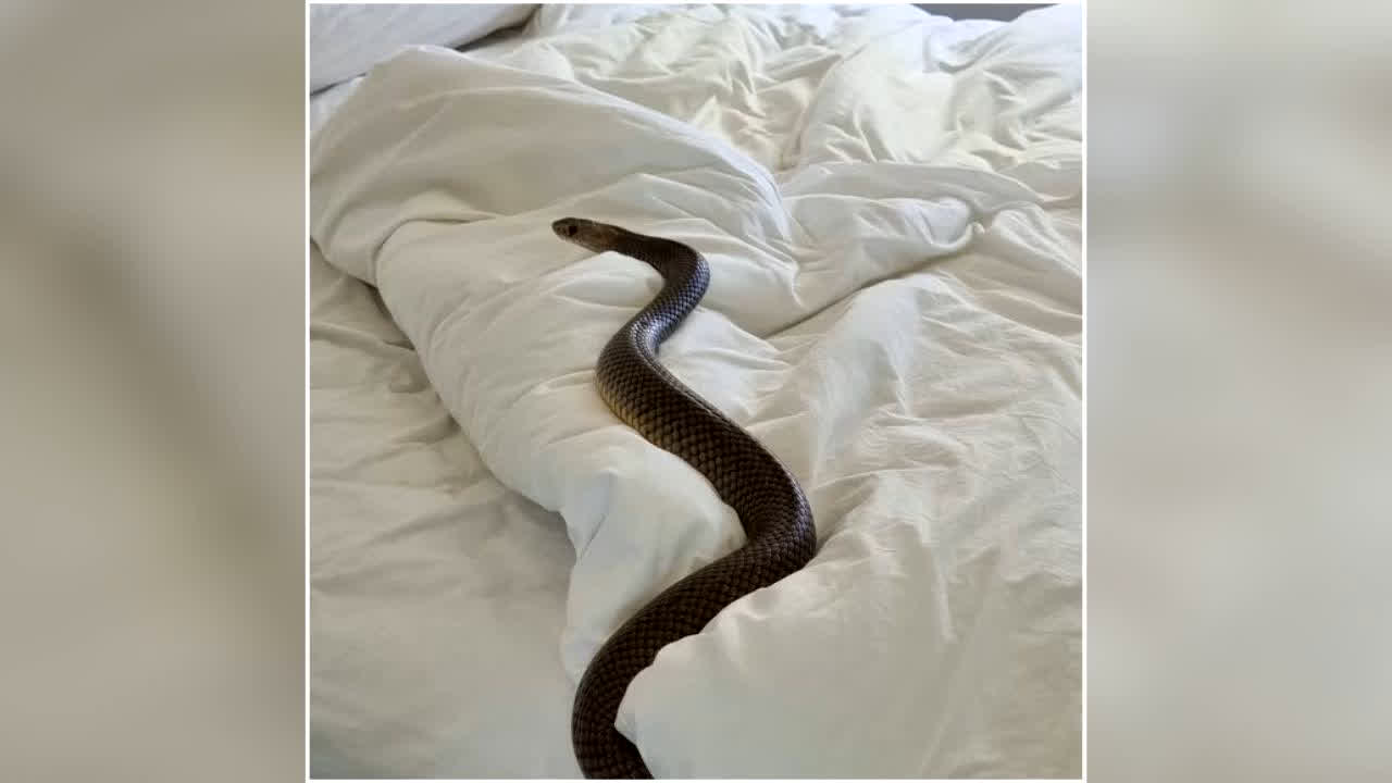 Maharashtra Hostel Snake Bite: आधी रात हॉस्टल में पहुंचा सांप, एक के बाद एक कई छात्राओं को डसा, 3 की मौत, मचा हड़कंप