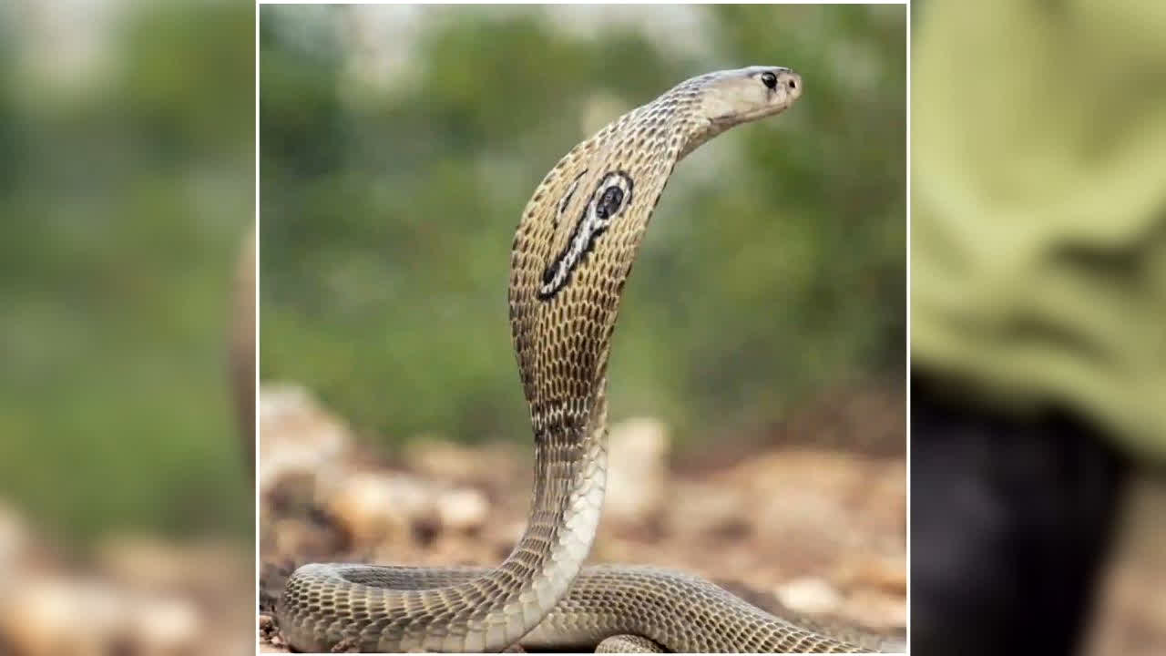 Maharashtra Snakebite Notifiable Disease: महाराष्ट्र में सर्पदंश ‘अधिसूचित बीमारी’ घोषित, हर मामले की जानकारी देना होगा अनिवार्य