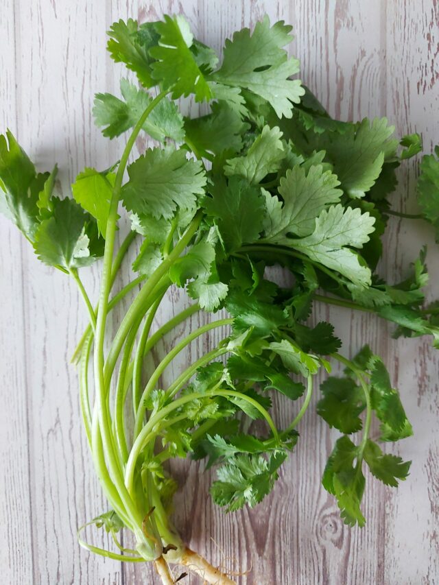 Grow Coriander at Home: घर के गमले में उगाएं हरा-भरा धनिया, यहां जानें आसान तरीका