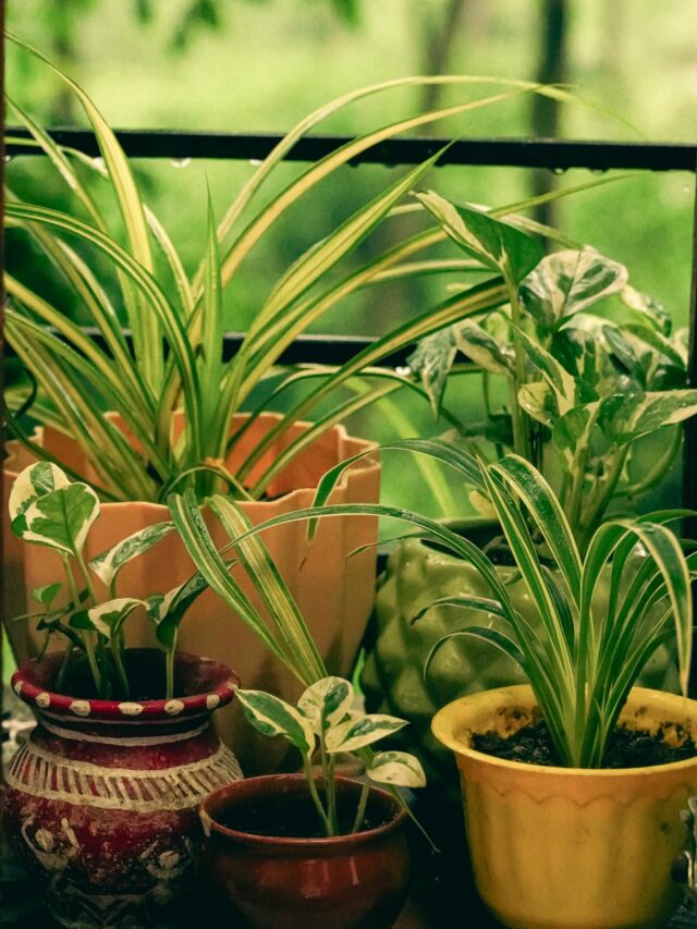 Monsoon Plant Care Tips: बारिश में पौधों को कैसे बचाएं? मानसून में रखें इन 7 बातों का ध्यान