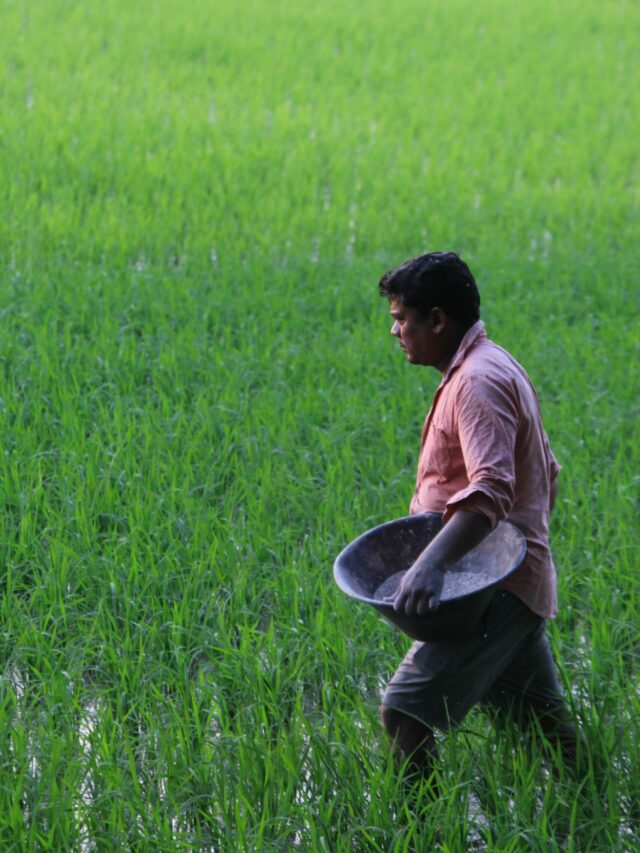 Barish Ke Baad Khet Me Khad Kab Dale: बारिश के बाद खेत में कब डालें खाद? सही समय जान लें, वरना हो सकता है नुकसान