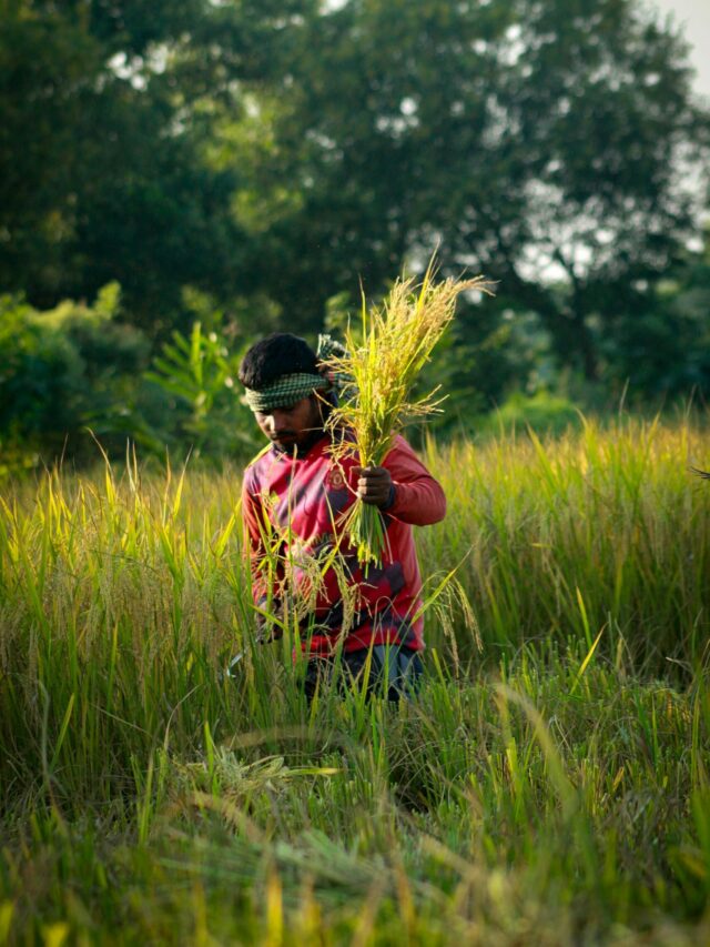 Diseases Affecting Paddy: धान की फसल को बर्बाद कर सकती हैं ये बीमारियां, जानें पत्तियों पर दिखने वाले शुरुआती लक्षण