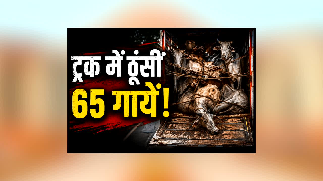 Guna Cattle Smuggling News : आधी रात ट्रक रोकते ही खुला खौफनाक राज! 65 गायों के साथ जो मिला, देखकर कांप उठे लोग