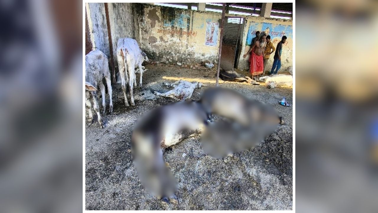 Gwalior lumpy virus: इस जिले में खतरनाक बीमारी का कहर, गौशाला में अचानक 16 गायों की मौत, मचा हड़कंप, व्यवस्थाओं पर उठे सवाल