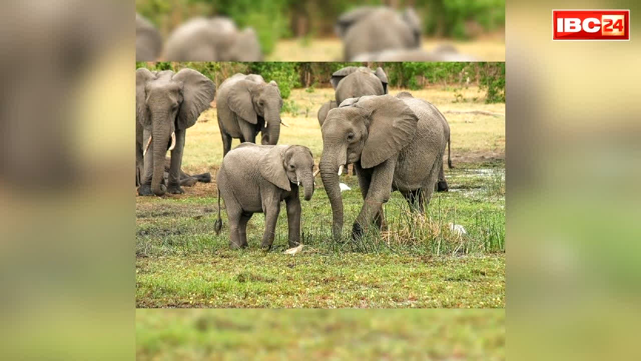 Korba Elephant Calf Viral Video: कोरबा में मादा हाथी का दिल छू लेने वाला वीडियो.. माँ बनाती रही रेत पर रास्ता.. शावक बढ़ता रहा आगे, आप भी देखें