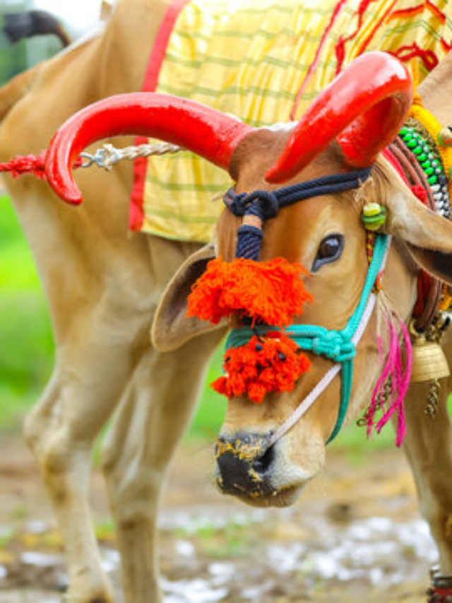 Pola Festival 2026: कब मनाया जाएगा छत्तीसगढ़ का लोकपर्व पोला, जानिए पूजा विधि और महत्व