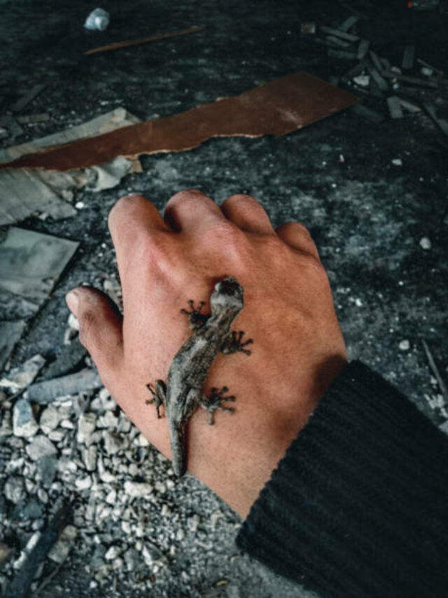 What happens if a lizard bites: क्या छिपकली में जहर होता है? जानिए चौंकाने वाला सच