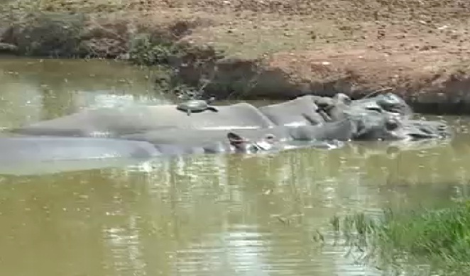 कानन पेंडारी में जानवरों को गर्मी से बचाने की जुगत