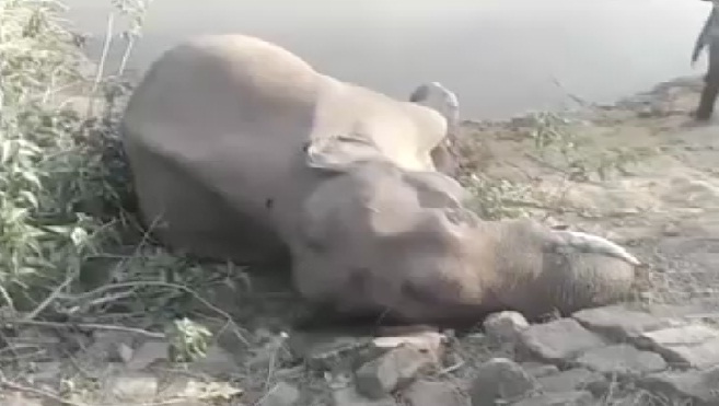करंट लगने से हाथी की मौत