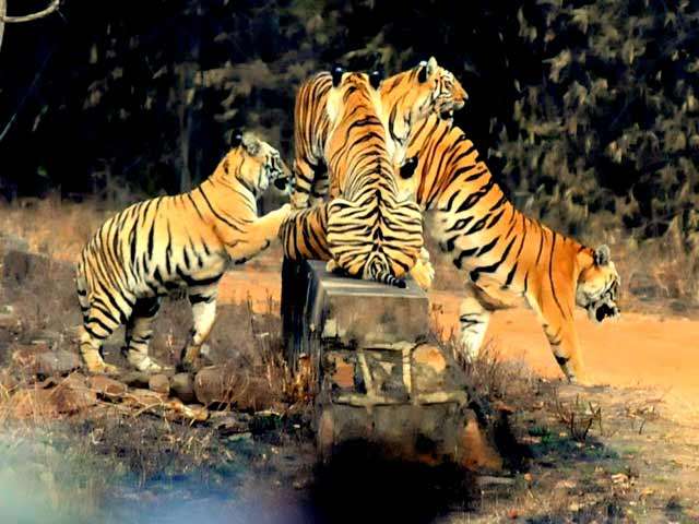 दुनिया में सबसे ज्यादा बाघ होने वाला देश बना भारत